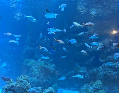 Denver Aquarium