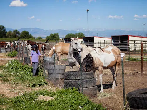 The Urban Farm Denver