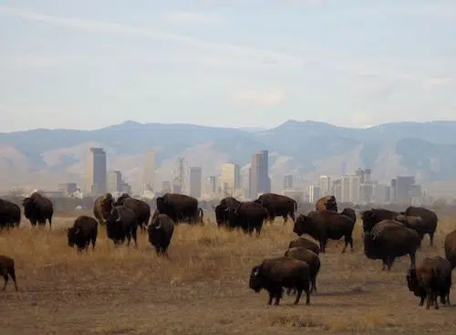 Rocky Mountain Arsenal Wildlife Refuge