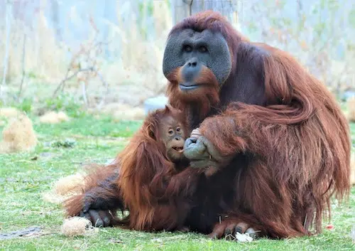 Denver Zoo