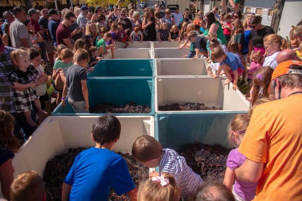 Children stomping grapes during the Balistreri Vineyards Harvest Party