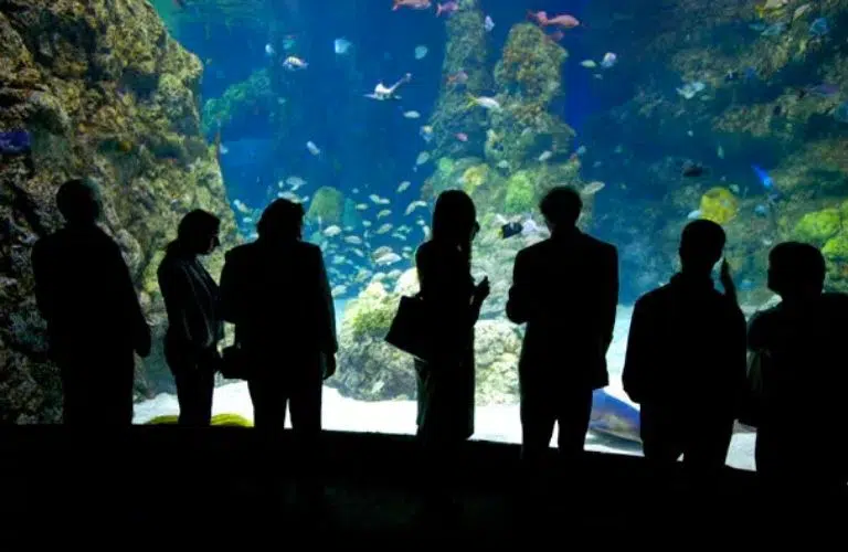 Denver Aquarium guests in front of an exhibit