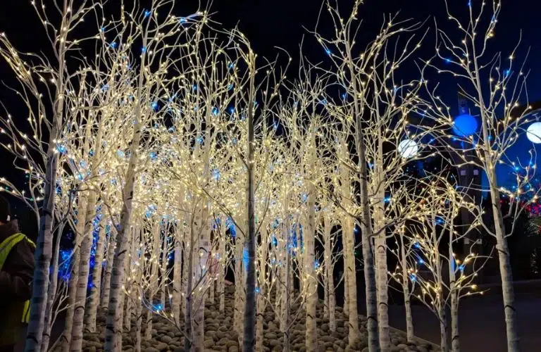 A light display at the Denver Botanic Gardens