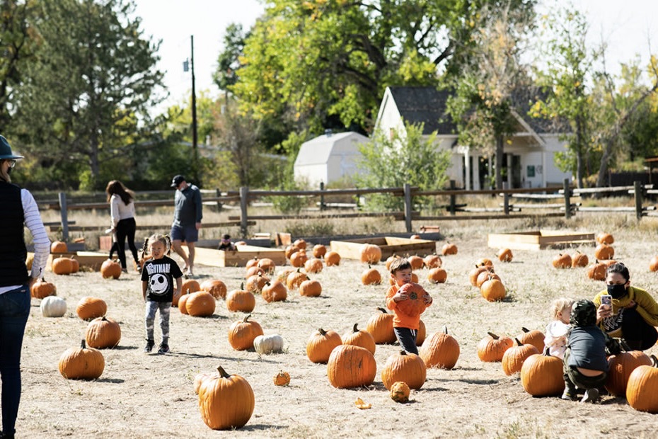 Families picking pumpkins during the Pumpkin Harvest Festival