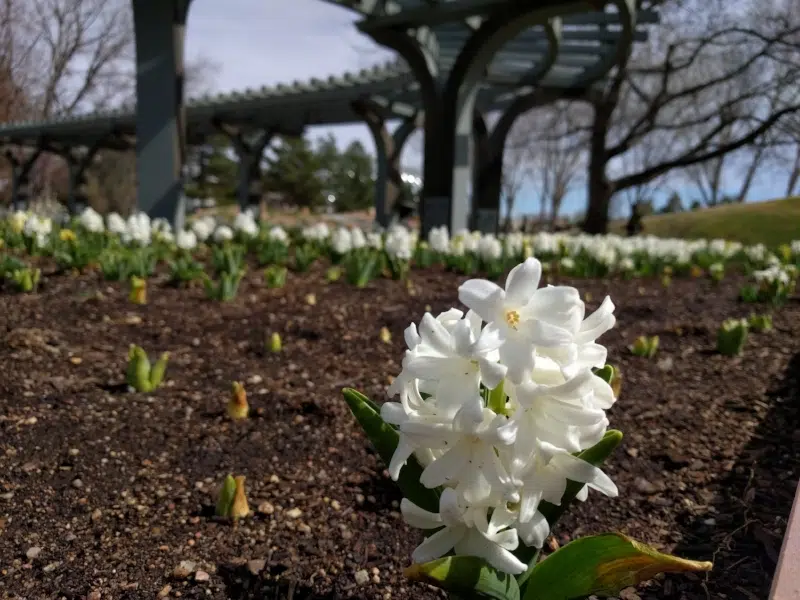 Denver Botanic Gardens