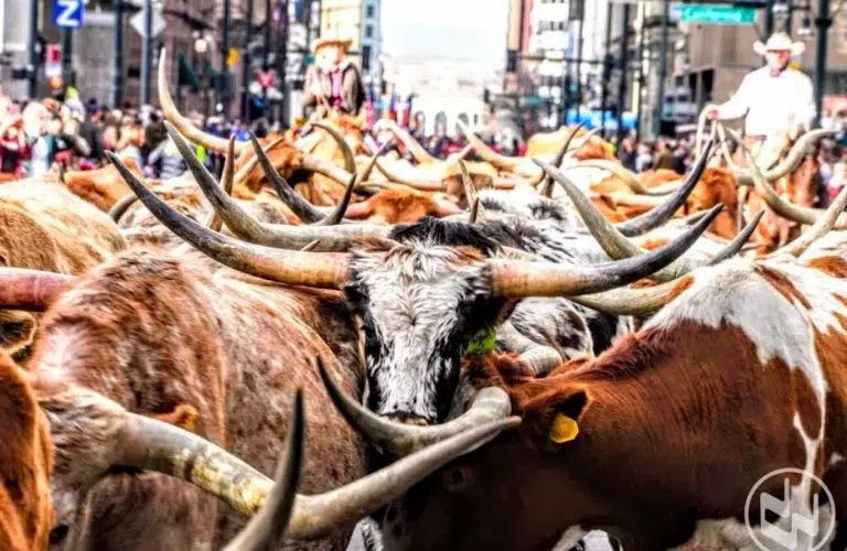 Longhorn cattle at the annual National Western Stock Show in Denver, Colorado