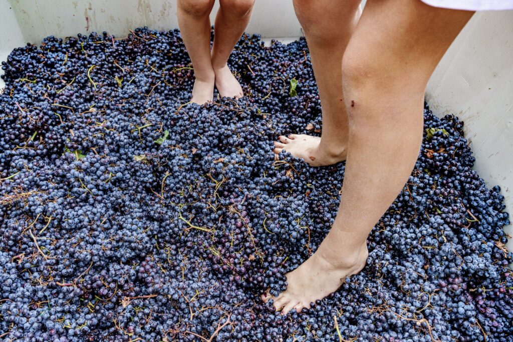 People stomping grapes at Balistreri Vineyards during its Harvest Party