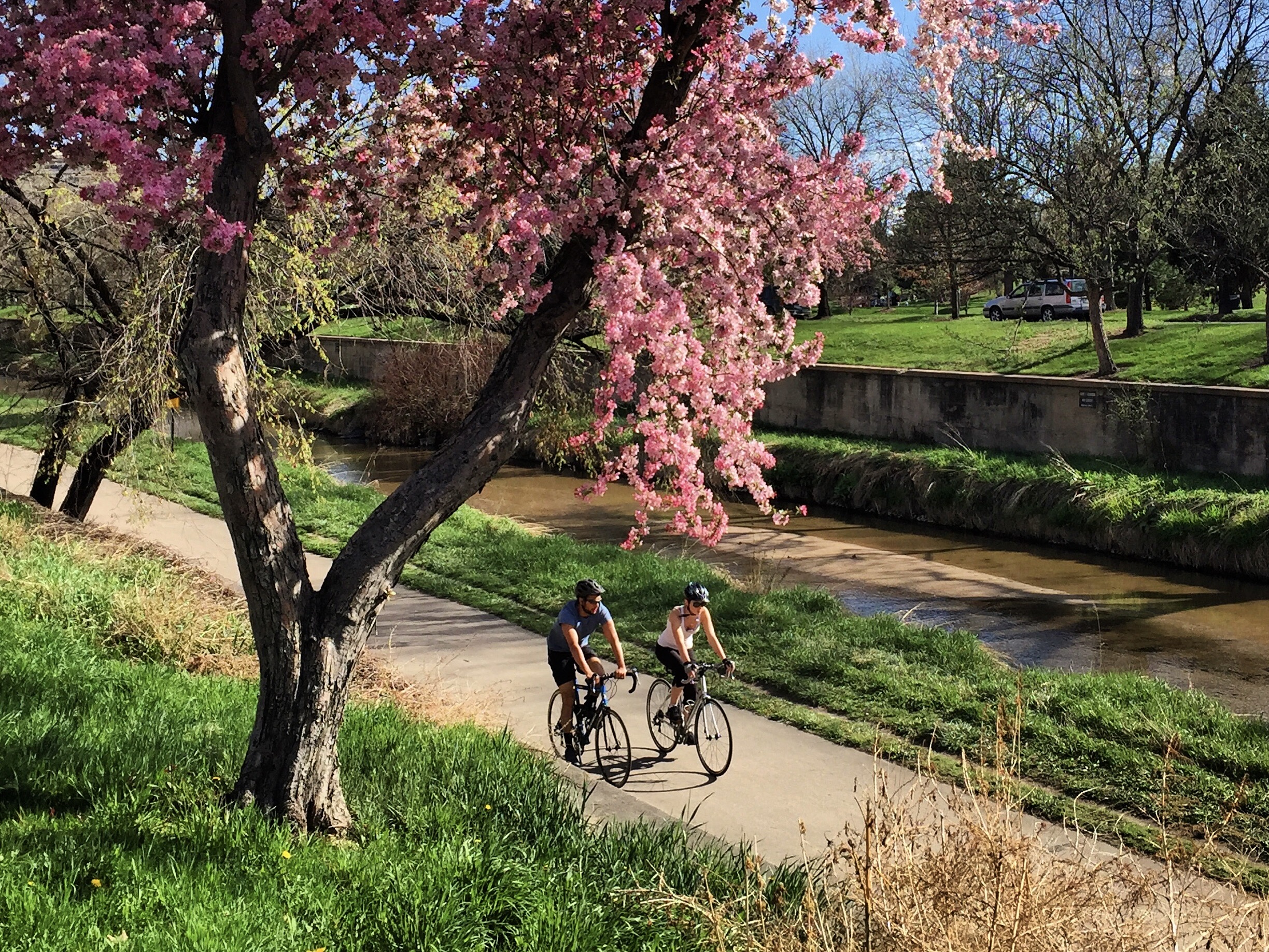 A cherry blossom tree in bloom along the Cherry Creek Trail