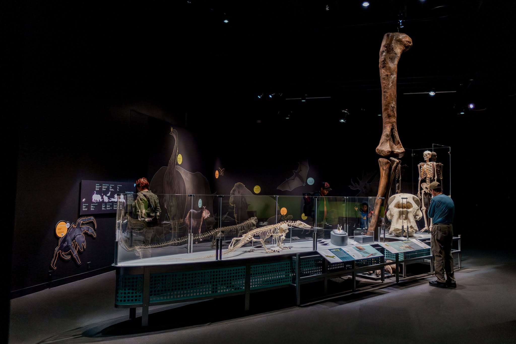A dinosaur exhibit at the Denver Museum of Nature & Science