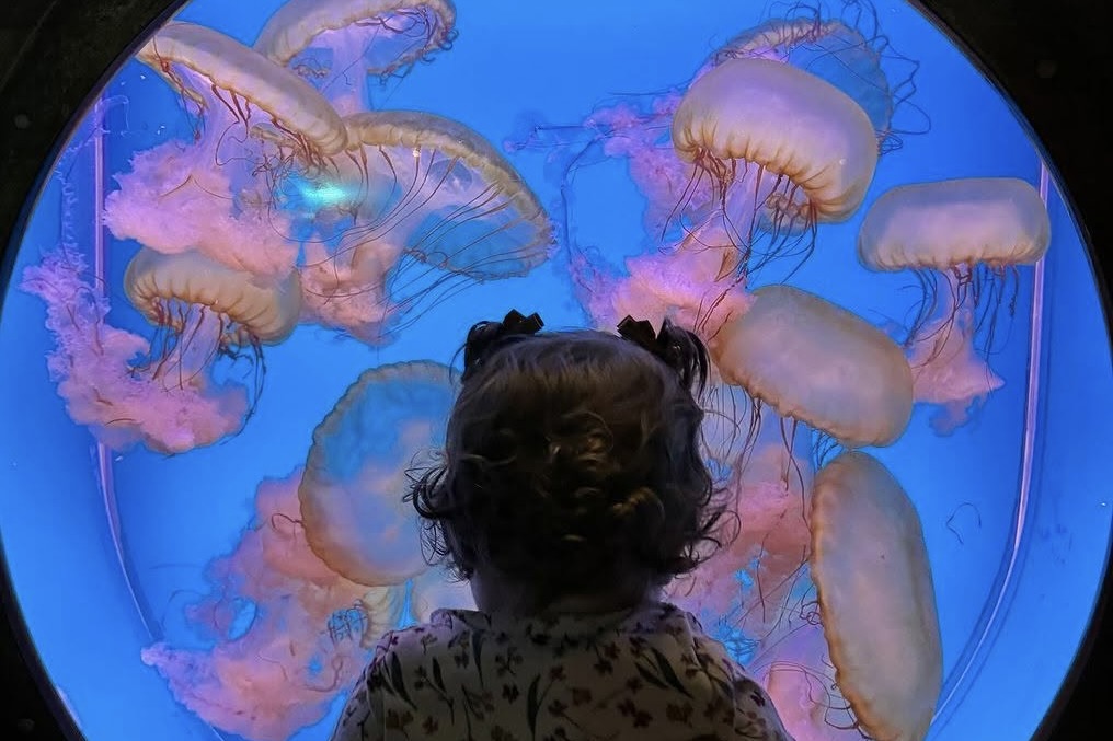 A young girl looking at jellyfish at the Downtown Aquarium