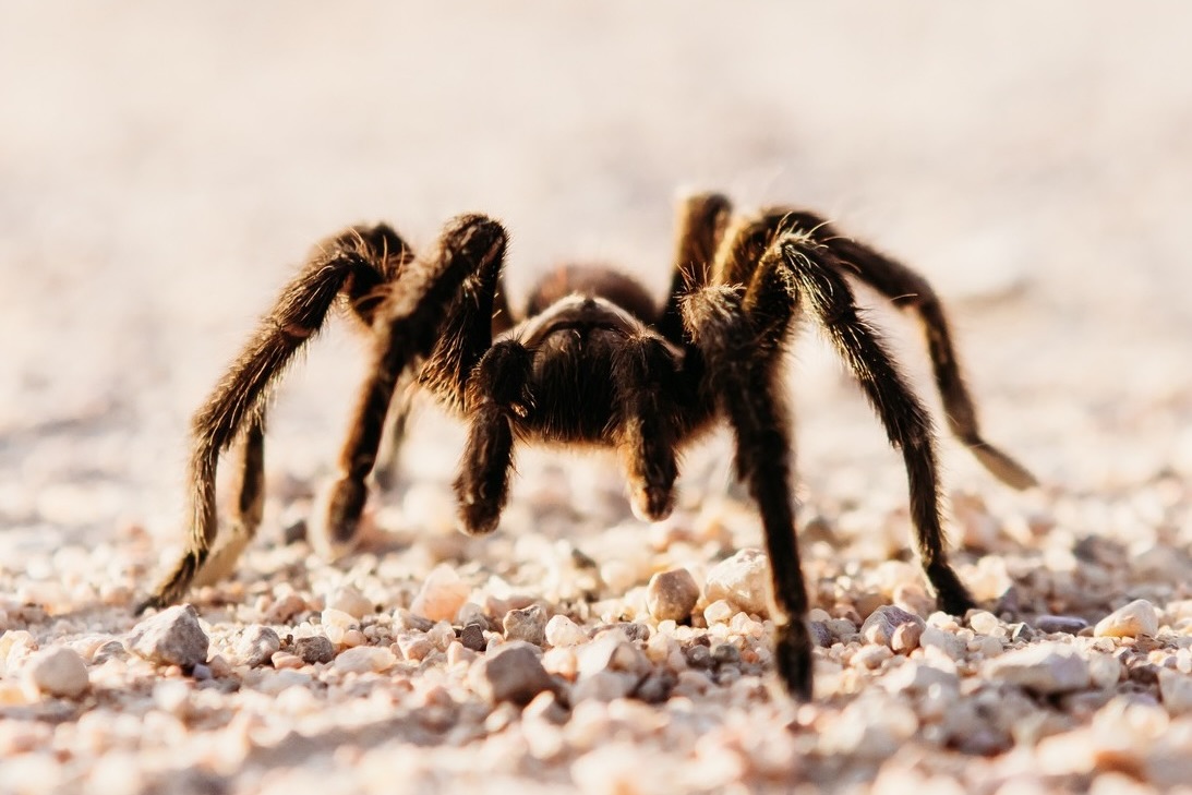 A close-up look at a tarantula in La Junta