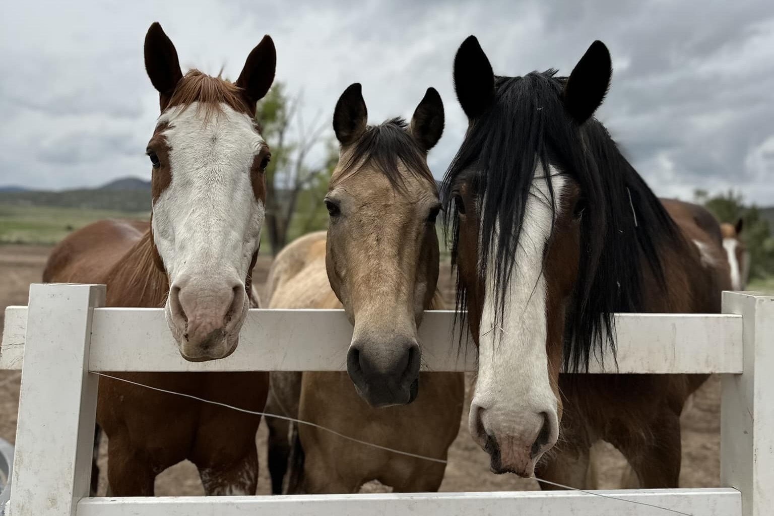 Three horses behind a white gate at Big Horn Stables in Littleton