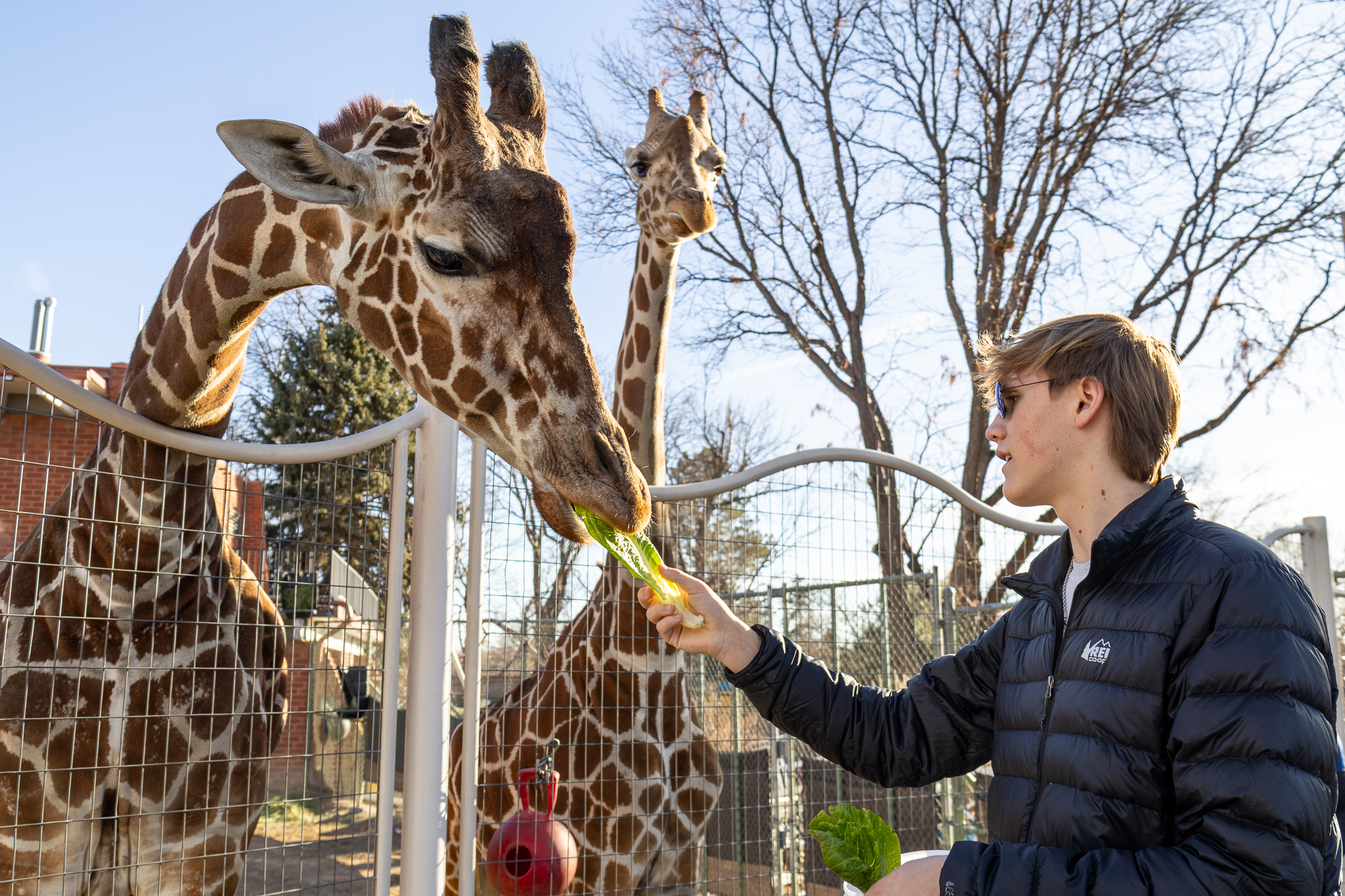 A young man feeding a giraffe lettuce at the Denver Zoo 