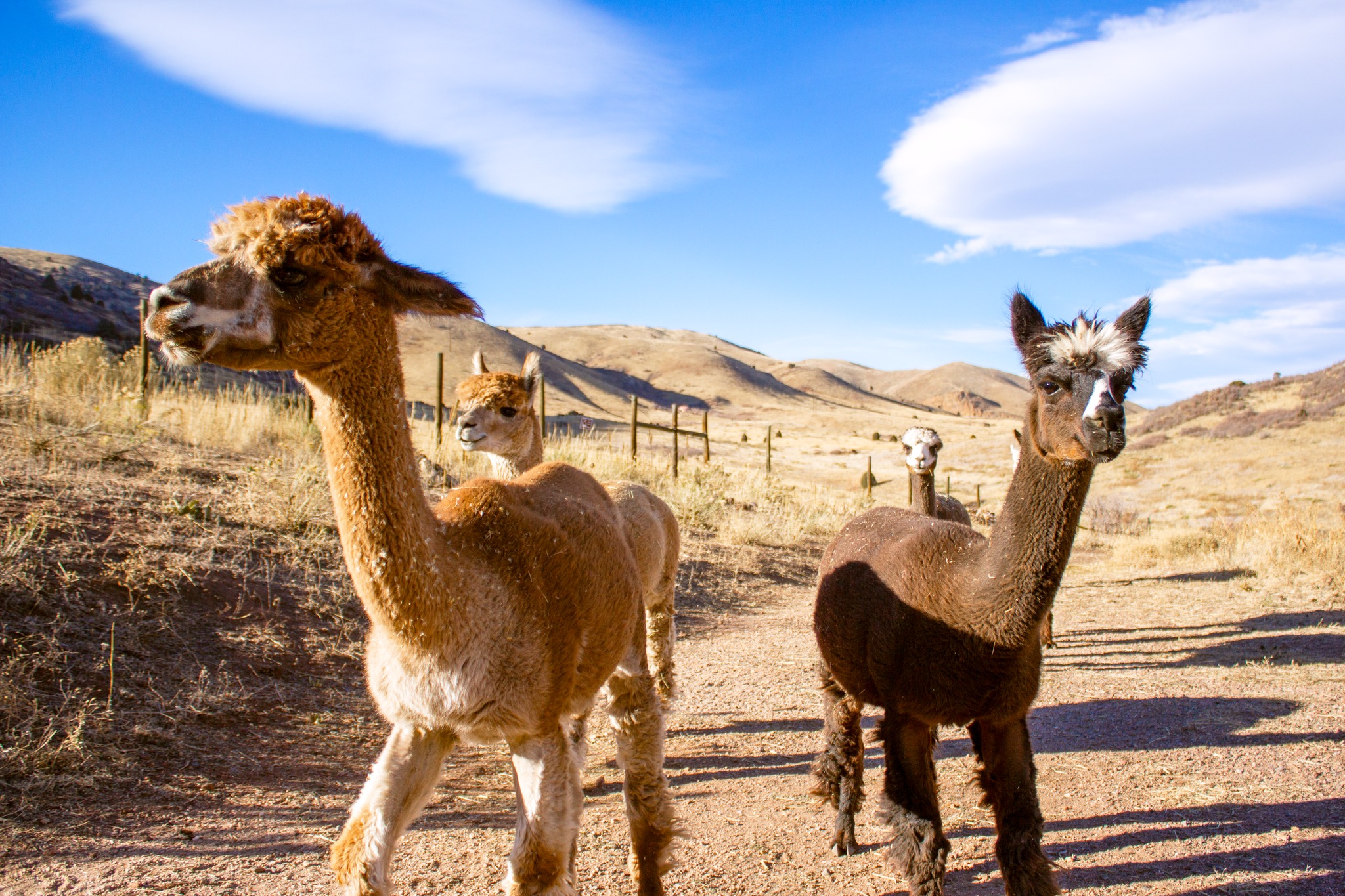 Five alpacas with Smooth Alpaca Experience backdropped by the foothills 